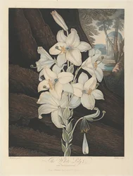 A tarka levelű fehér liliom, 1800, Robert John Thorntontól, a „Flora temploma”, 1799-1812
