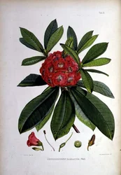 Rhododendron: Barbatum, Walter Hood Fitch litográfiája