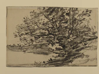 Study of Trees, 1870 (grafit papíron)