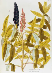 Joseph Jacob von Plenck (1735-1807) szillevelű szumács vagy szicíliai szumácska (Rhus coriaria), a bécsi Icones medicalium plantarumból