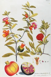 Gránátalma (Punica granatum), Joseph Jacob von Plenck (1735-1807), a gyógynövények ikonjai, Bécs