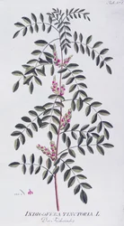 Igazi indigó (Indigofera tinctoria) Joseph Jacob von Plenck (1735-1807) által, a bécsi Icones plantarum medicinalium című műből.