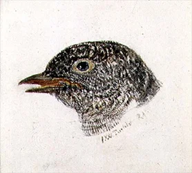 Kakukk, a Farnley madarak könyvéből, 1816 körül (ceruza és akvarell papíron)