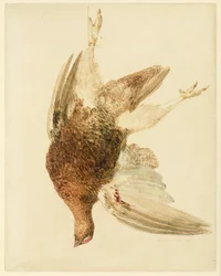 Grouse, The Farnely Book of Birds, 1816 körül (ceruza és akvarell papíron)