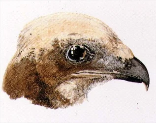 Barna rétihéja, a The Farnley Book of Birds című könyvből, 1816 körül