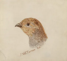 Partridge, a Farnley Book of Birds-ből, 1816 körül (ceruza és akvarell papíron)