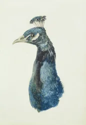 Páva, a The Farnley Book of Birds című könyvből, kb. 1816