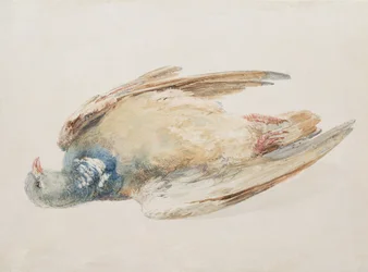 Galamb, a Farnley madarak könyvéből, 1816 körül (ceruza és akvarell papíron)