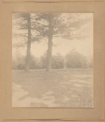 Tájkép fákkal,c. 1900 (fotó)