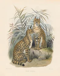 Afrikai szervál (Felis serval)
