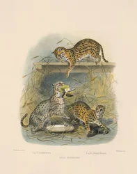 ázsiai bengáli macskák (Felis javanensis, F. chinensis, F. sumatrana)