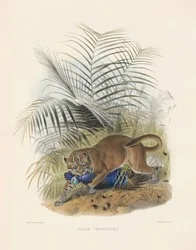 Ázsiai aranymacska (Felis temminckii)