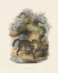 Ázsiai leopárdmacska (Felis scripta)