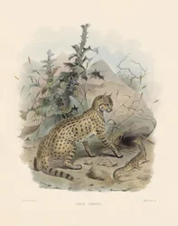Ázsiai vadmacska (Felis ornata)
