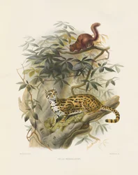 Bengáli macska (Felis bengalensis)