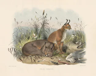 Karakál (Felis caracal)