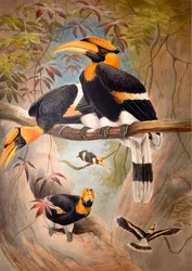 Konkáv casque Hornbill, 1861
