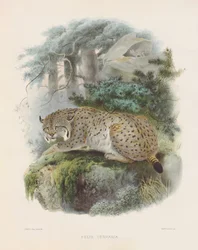 Eurázsiai hiúz (Felis cervaria)