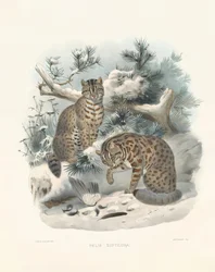 Eurázsiai hiúz (Felis euptilura)