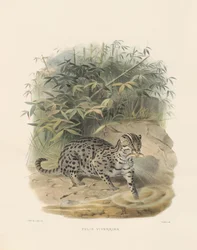 Halászmacska (Felis viverrina)