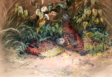 Hardwicke szárnyas szárnyas (Galloperdix lunulata), 1852-54
