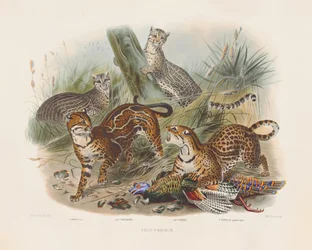 Leopárdok és változataik (Felis pardalis)
