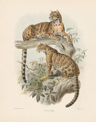 Márványos macska (Felis diardi)