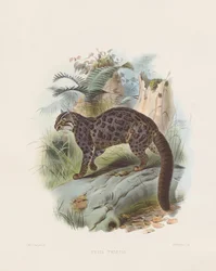 Márványos macska (Felis tristis)