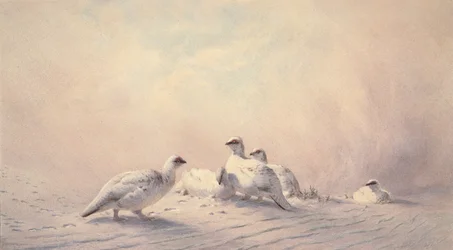 Ptarmigan, tél, 1873 (wc)