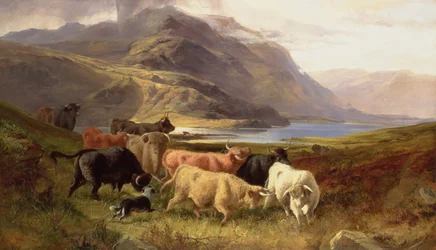 Highland szarvasmarha egy collie-val