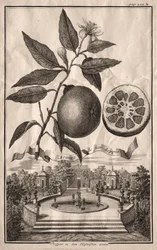 Nurnbergische Hesperides: Double Aranzo de fior