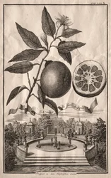 Nurnbergische Hesperides: Double Aranzo de fior, 1714.