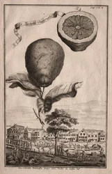 Nurnbergische Hesperides: A Luchetta Imperiale