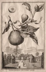 Nurnbergische Hesperides: Limon bergamot personzin gientile