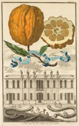 Nurnbergische Hesperides: No185 - Sweet Striated Aranzo. Palazzo del N. H. Fonte Noventában, 1708.