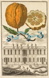 Nurnbergische Hesperides: No. 185 - Sweet Striated Aranzo. Palazzo del N. H. Fonte Noventában