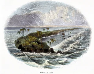 Korallzátonyok, a Természet jelenségeiből, 1849