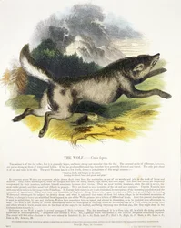 A Farkas (Canis lupus) ismeretterjesztő illusztrációs kocsma. a Keresztény Tudást Elősegítő Társaság által, 1843 (akvatinta)