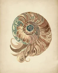 Elegáns Nautilus kagyló