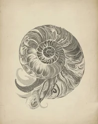 Bonyolult nautilus-spirál