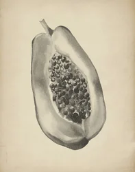 Fél trópusi papaya
