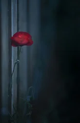 Hangulatos vörös pipacsvirág
