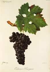 Cabernet Sauvignon szőlő, J. Troncy