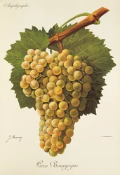 Gros Bourgogne szőlő, J. Troncy