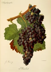 Merlot szőlő, J. Troncy
