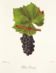 Petit Gamay szőlő, J. Troncy
