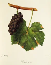 Pinot Gris szőlő, J. Troncy