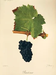 Pinot Noir szőlő, J. Troncy