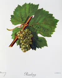 Rizling szőlő, Jules Troncy, Ampelographie, Traite general de viticulture (Ampelography, General Szerződés a szőlőtermesztésről), II. kötet, Pierre Viala (1859-1936) és Victor Vermorel (1848-1927), Párizs