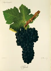 Syrah szőlő, J. Troncy